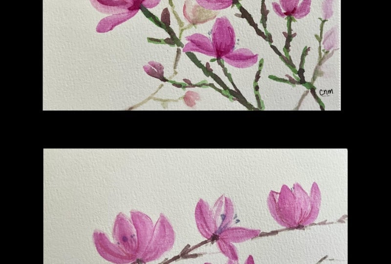 Magnolia