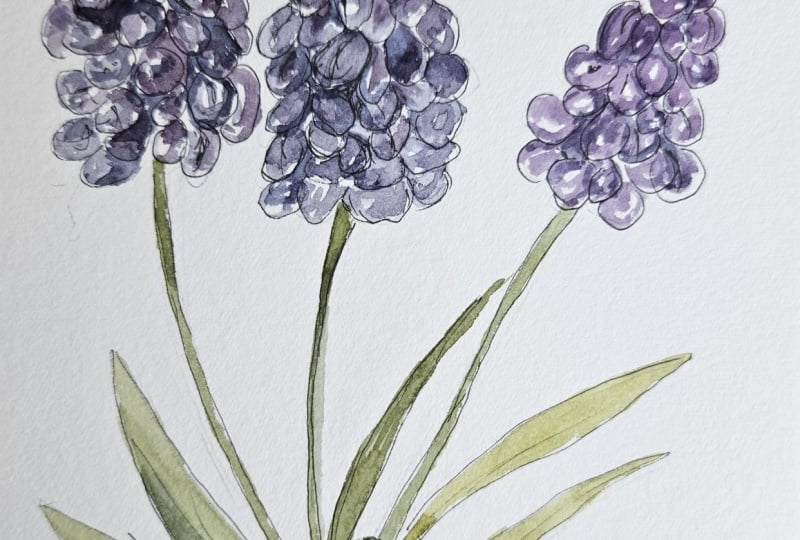 Ink and wash hyacinths