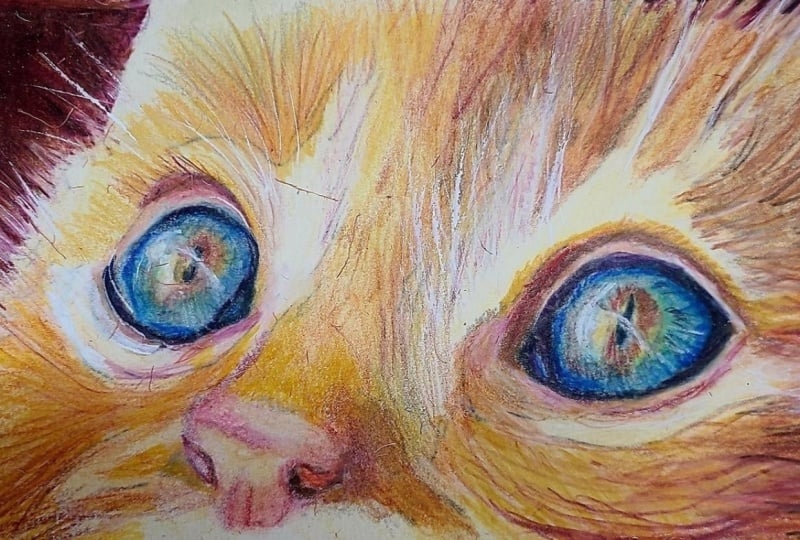 Kitty in colored pencil using solvents for blending