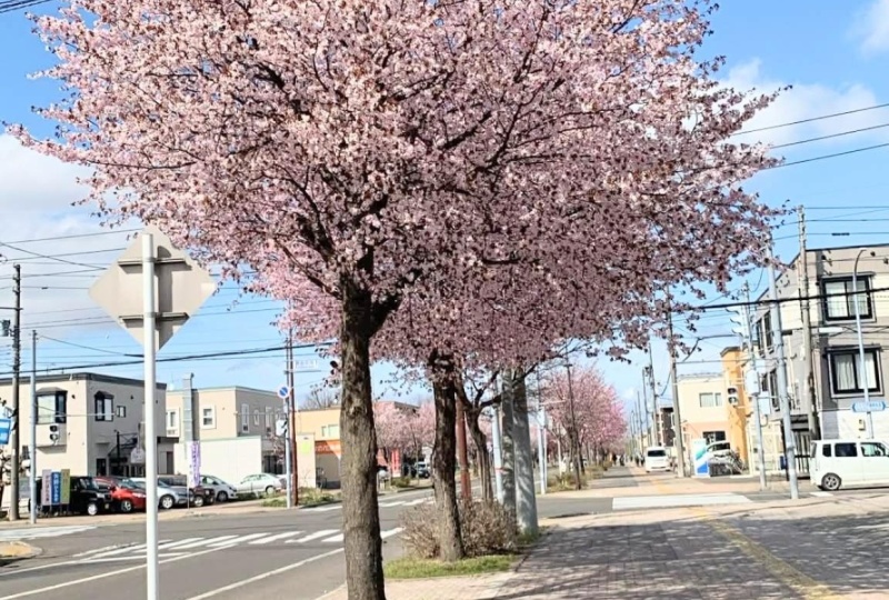 Cherry Blossom 2026