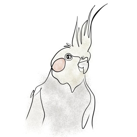 Parrot Line Art