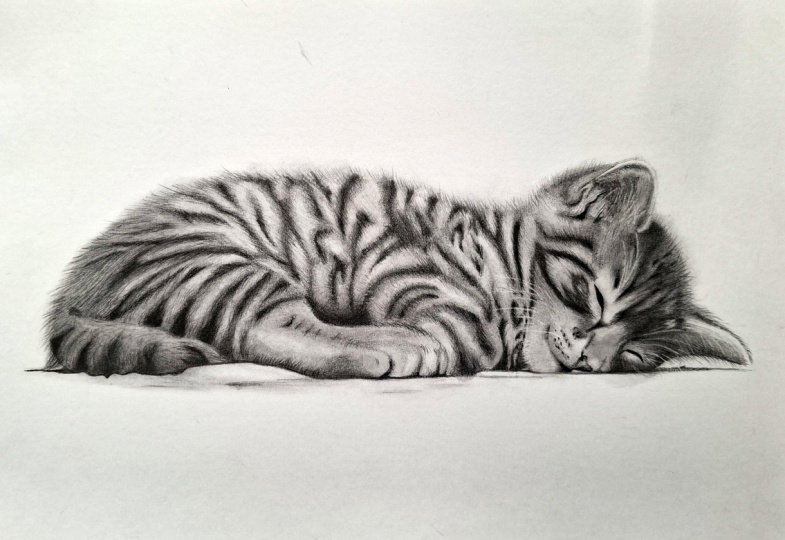 Sweet sleepy kitten