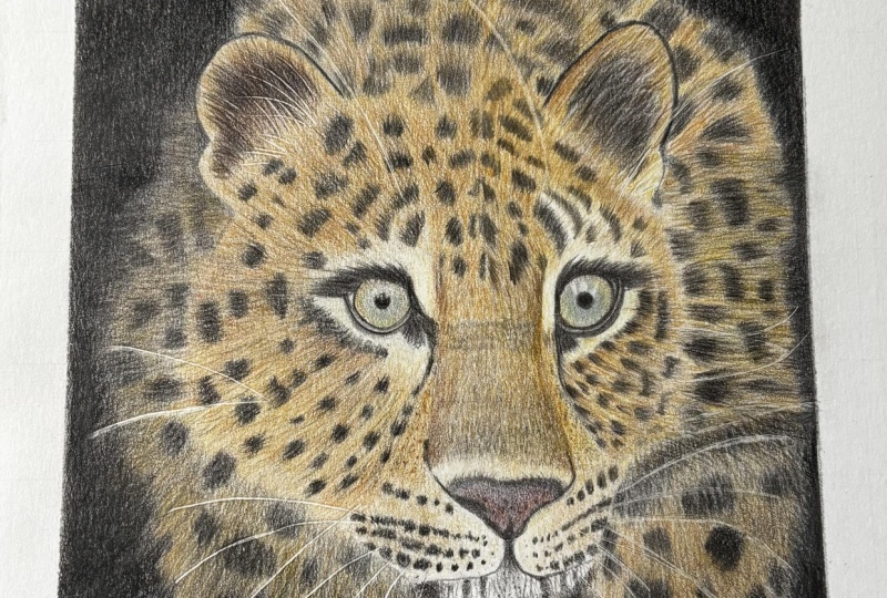 Leopard Project