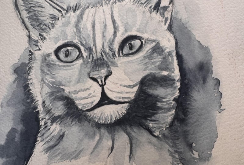 Animal Portraits