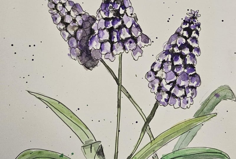Happy Hyacinth