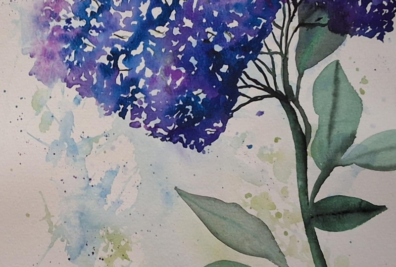 Loose Hydrangeas