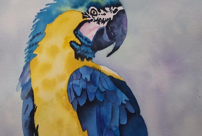 Parrot in watercolor
