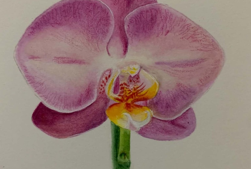 Orchid