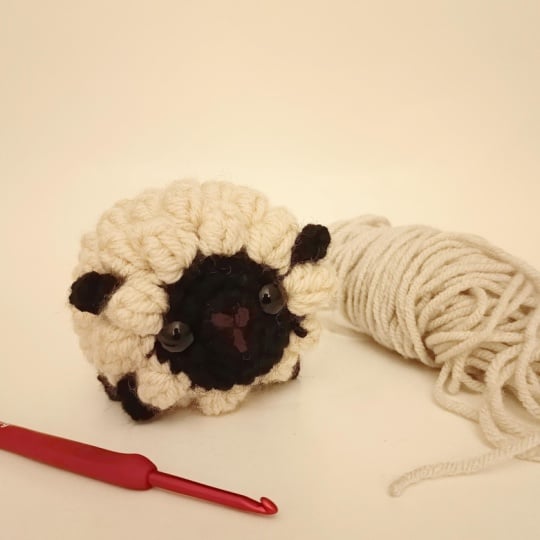 Cute Little Black Faced Sheep