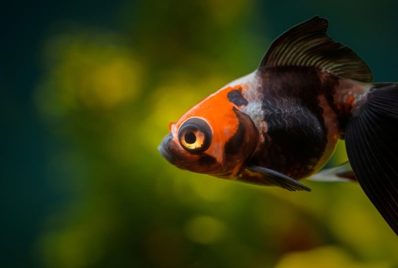 The Fish