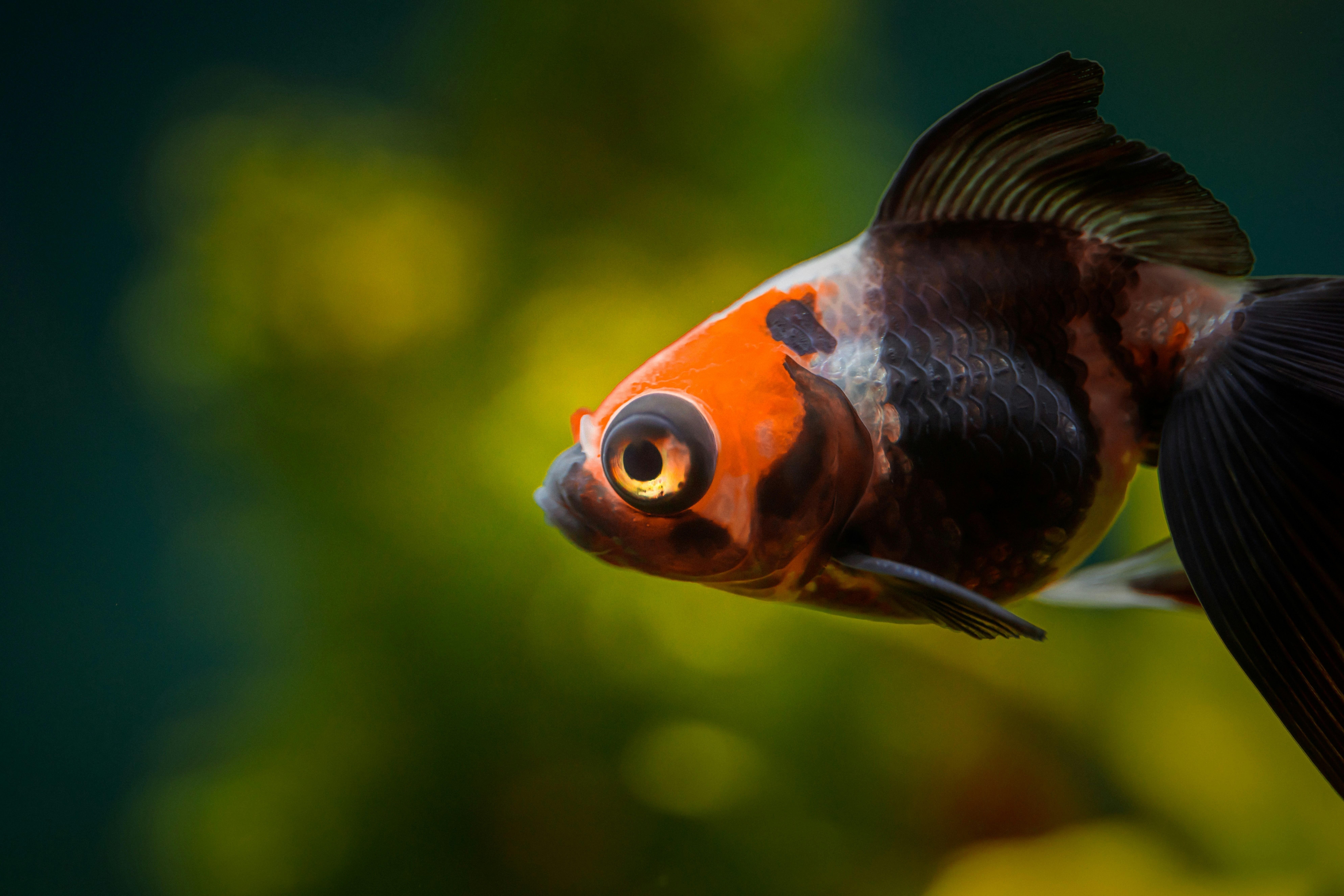 The Fish - student project