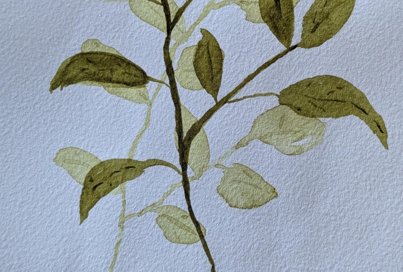 Flowing leaf study