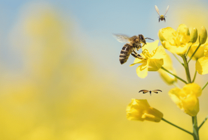 Bee Animation