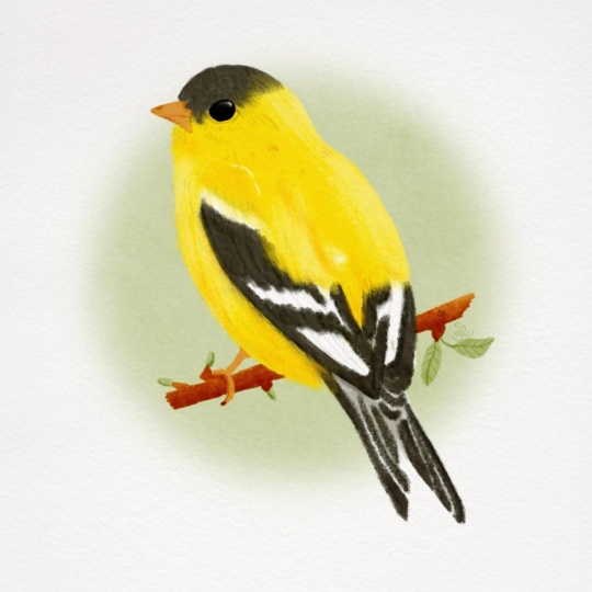 Willow Goldfinch