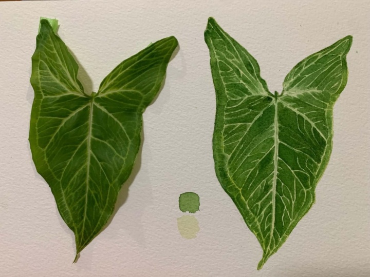 Syngonium
