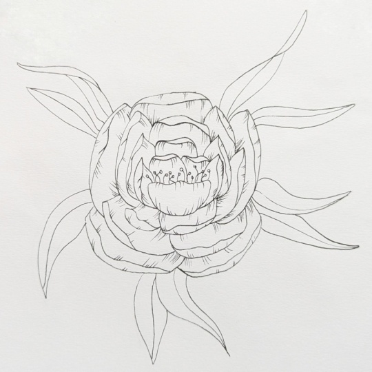 Peony line drawing