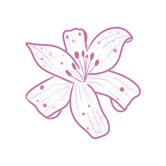 Lily Sketch
