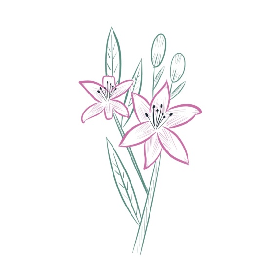 Lily Sketch