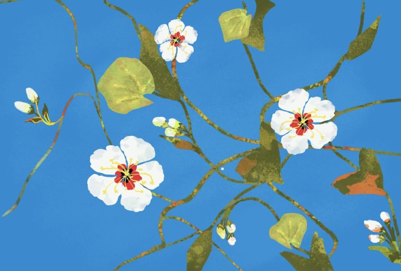 White Amapola