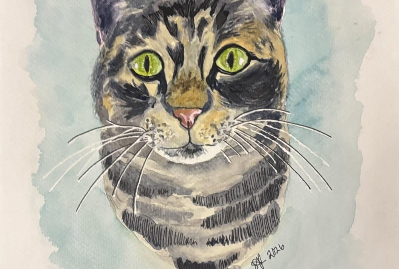 Tabby cat