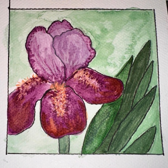 Iris Season