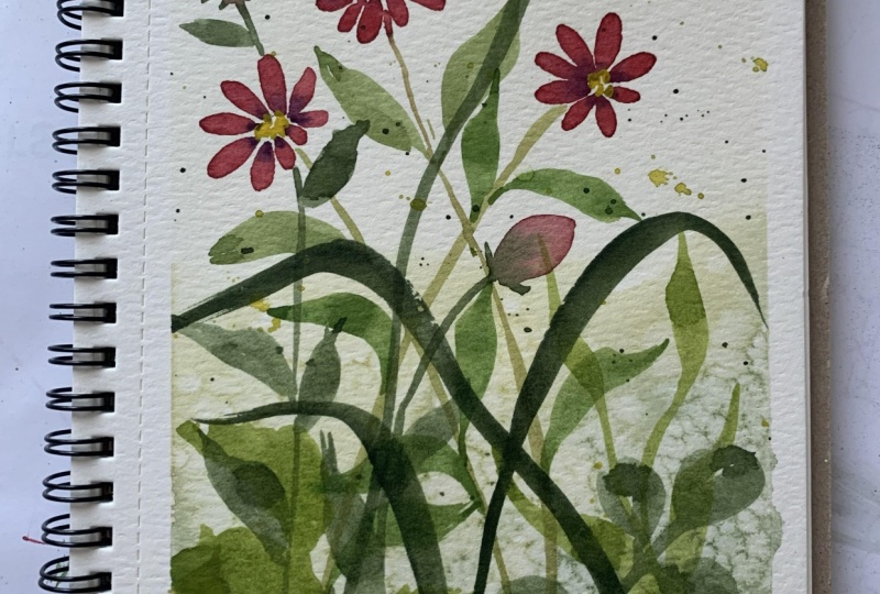 Pink Daisies