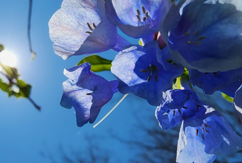 Natura