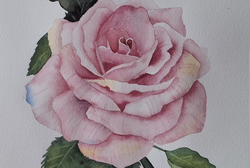 Botanical rose