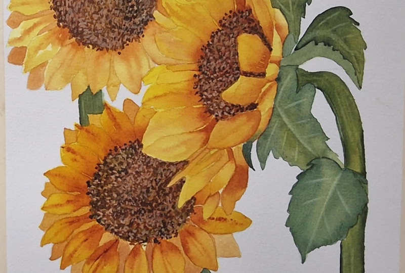 Watercolor sunflowers