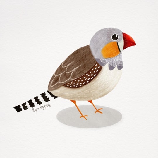 Zebra Finch