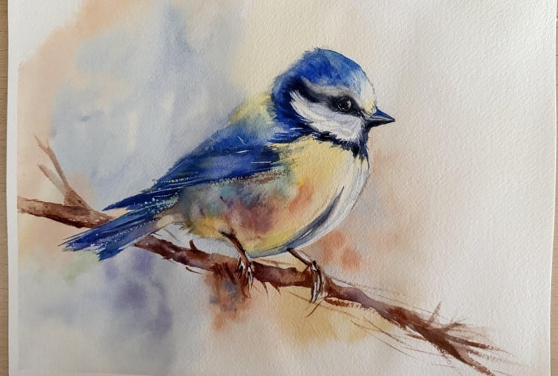 Blue tit bird