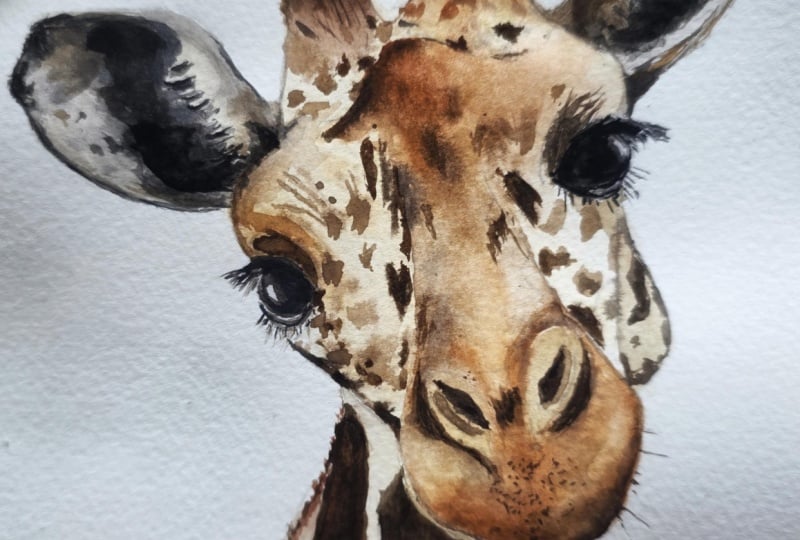 Giraffe