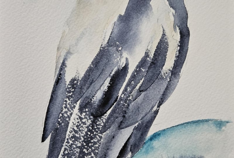 Magpie bird