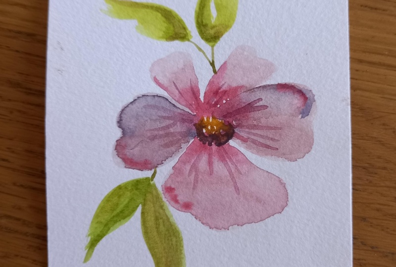 My first pansy