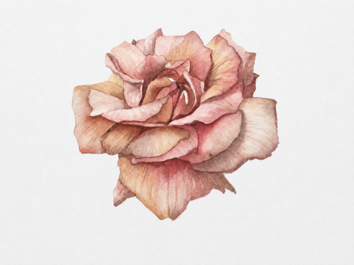 Pink Watercolour Rose
