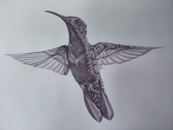 Hummingbird in charcoal