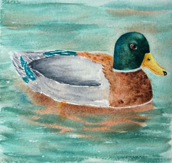 Mallard Duck