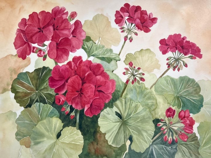 Geranium