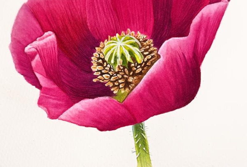 My Poppy