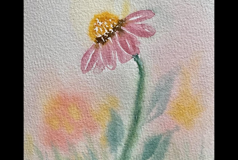 Coneflower
