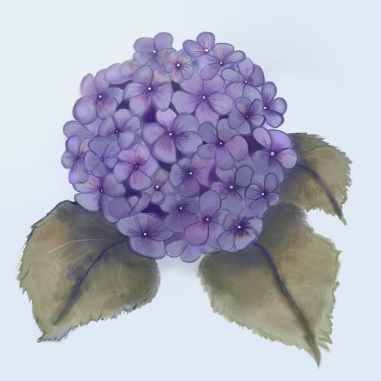 Hydrangea
