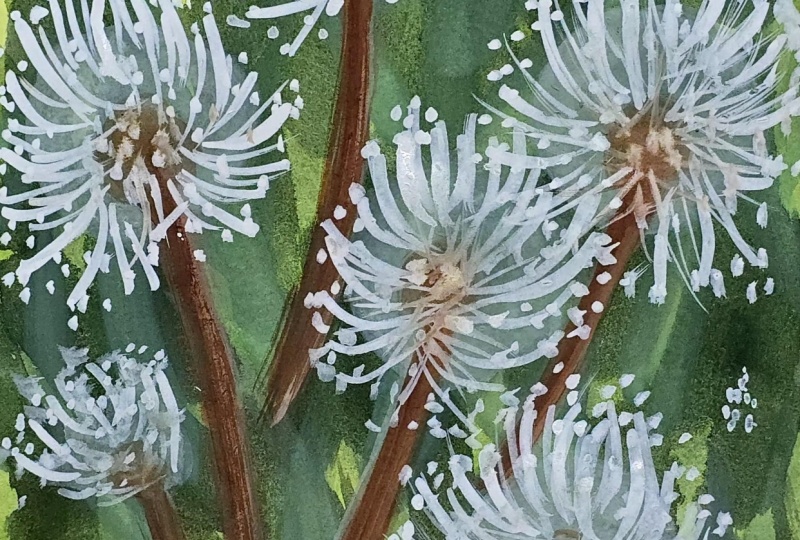 Dandelions