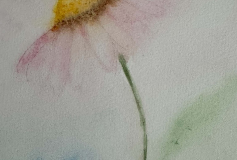 loose coneflower-atmospheric watercolor with soft background