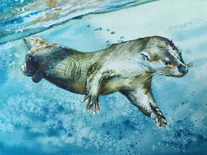 Otter underwater