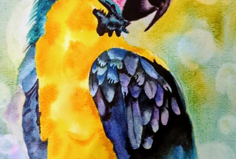 Pretty Parrot