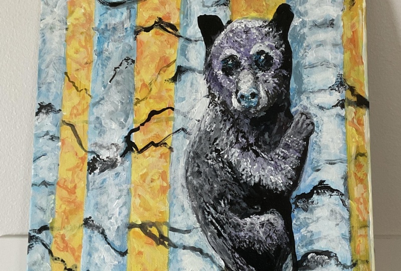 Baby Bear in Fall Aspen Trees