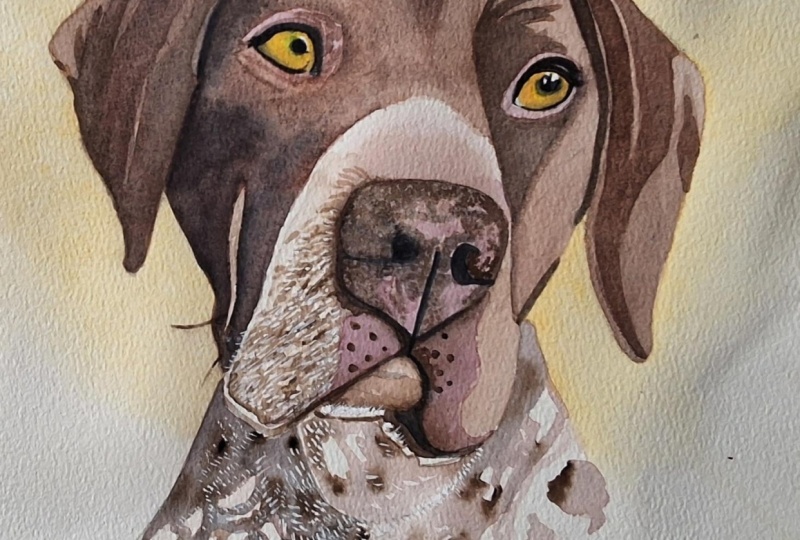 German short haired  pointer