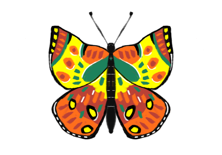 Butterflies from this class