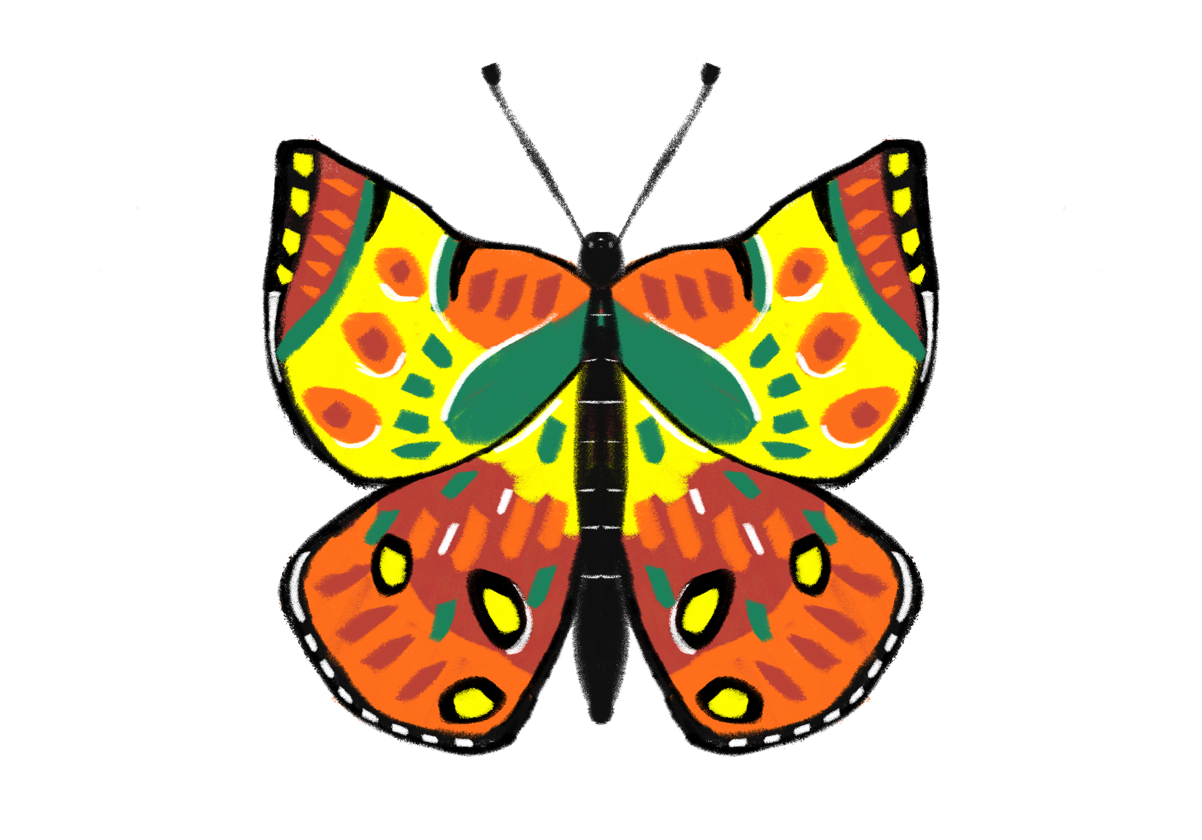 Butterflies from this class
