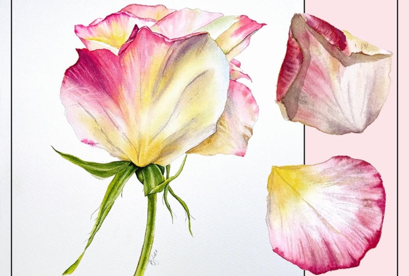Rose study